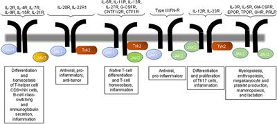 The Network of Inflammatory Mechanisms in Lupus Nephritis